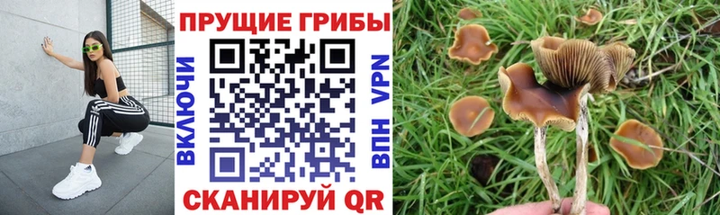 Псилоцибиновые грибы MAGIC MUSHROOMS  купить наркотик  darknet телеграм  Саяногорск 