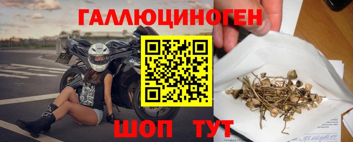 Галлюциногенные грибы Cubensis Саяногорск
